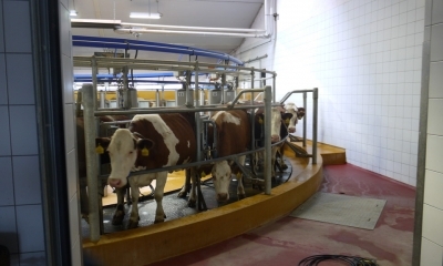 Seminář Aktuální trendy ve výživě telat a odchovu mladého dobytka, 25.9.- 26.9.2019